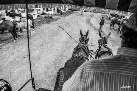 Romería de Ntra. Sña. de Piedras Albas. Fotografías en Blanco y Negro