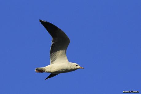 Tarde en la laguna de Lobos (marzo 2015)