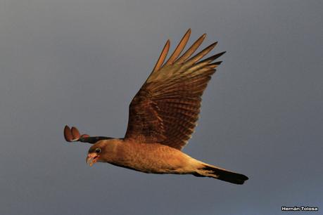 Tarde en la laguna de Lobos (marzo 2015)