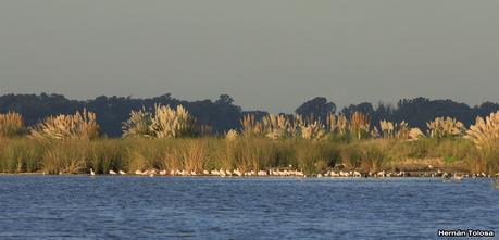Tarde en la laguna de Lobos (marzo 2015)