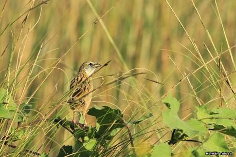 Tarde en la laguna de Lobos (marzo 2015)