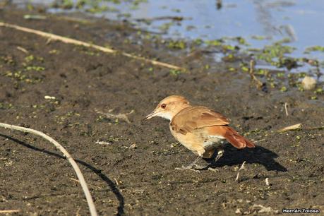 Tarde en la laguna de Lobos (marzo 2015)