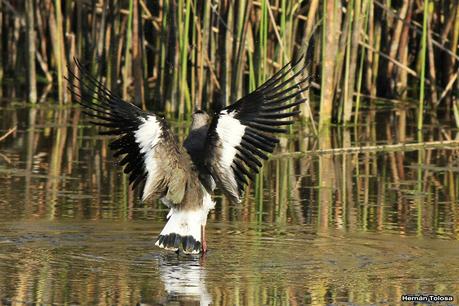 Tarde en la laguna de Lobos (marzo 2015)