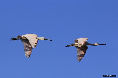 Tarde en la laguna de Lobos (marzo 2015)