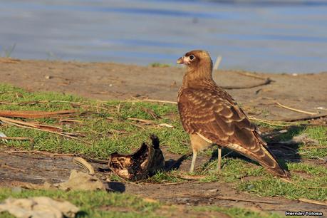 Tarde en la laguna de Lobos (marzo 2015)