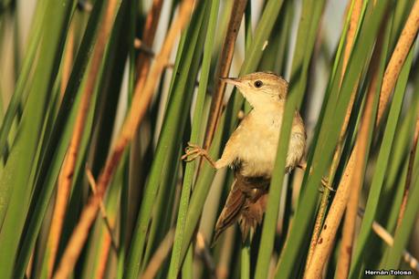 Tarde en la laguna de Lobos (marzo 2015)