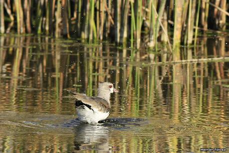 Tarde en la laguna de Lobos (marzo 2015)