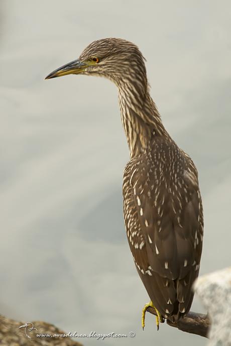 Garza bruja (Black-crowned Night Heron) Nycticorax nycticorax