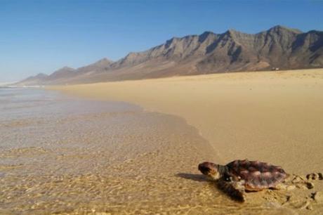 10 Actividades para hacer con niños en Fuerteventura.