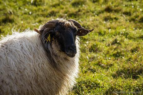 Retrato de oveja latxa