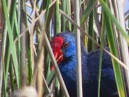 Doñana..... Un lugar donde perder el sentido del tiempo