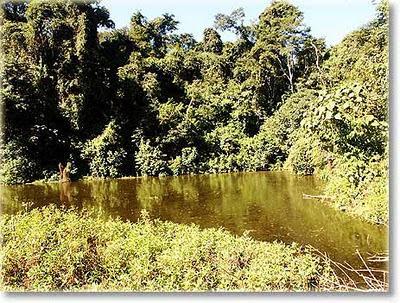 El Parque Nacional de Calilegua fue creado para resguardar un sector representativo de las Yungas.