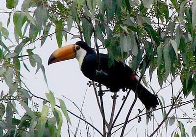 El Parque Nacional de Calilegua fue creado para resguardar un sector representativo de las Yungas.