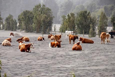 NATURALEZA: BELLEZA Y TRAGEDIA