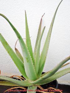 Hacer Gel de Aloe Vera casero y ecológico