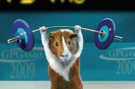 Wild Hay, un heno silvestre exclusivo para tus cobayas