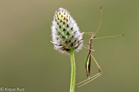 Macro fotografía making-of