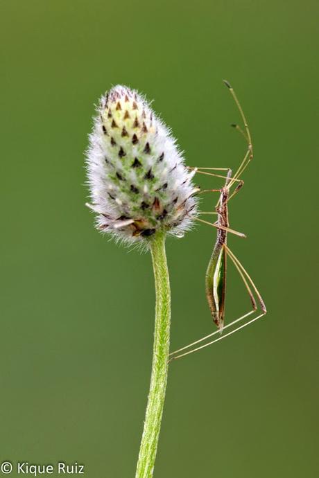 Macro fotografía making-of