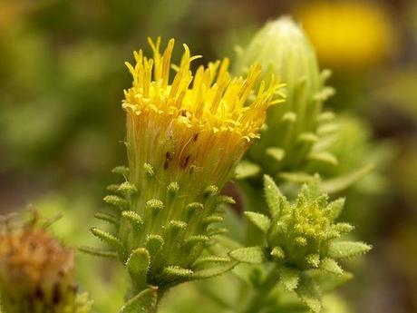Los falsos tés o de como tomar tés sin teína te roca