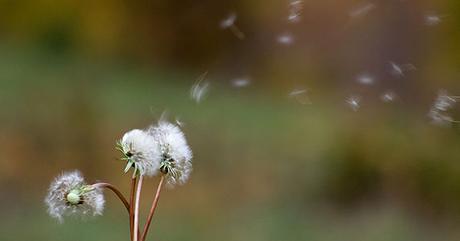 alergias-primaverales
