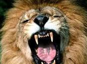 ¿quién arregla dientes león?