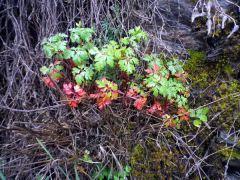 Primavera en la pizarra 150428 flores pizarra 3
