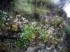 Primavera en la pizarra 150428 flores pizarra 1