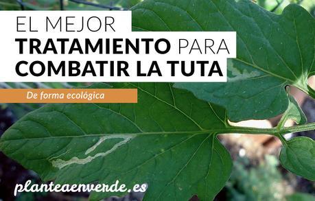 combatir la tuta absoluta