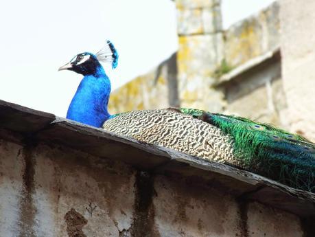 TRIP&CHIC: Cáceres with Rodenstock