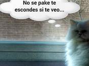 Estamos Agustito XCII. escondas #funny