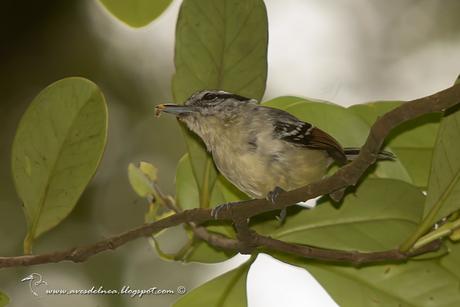 Tiluchi ala rojiza (Rufous-winged Antwren) Herpsilochmus rufimarginatus
