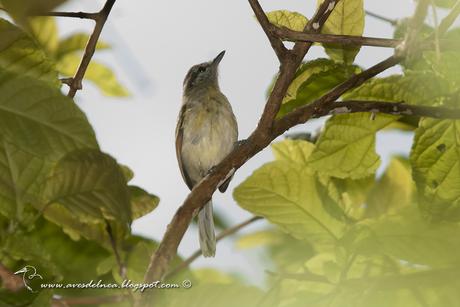 Tiluchi ala rojiza (Rufous-winged Antwren) Herpsilochmus rufimarginatus