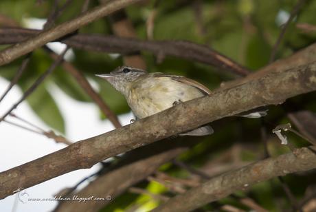 Tiluchi ala rojiza (Rufous-winged Antwren) Herpsilochmus rufimarginatus