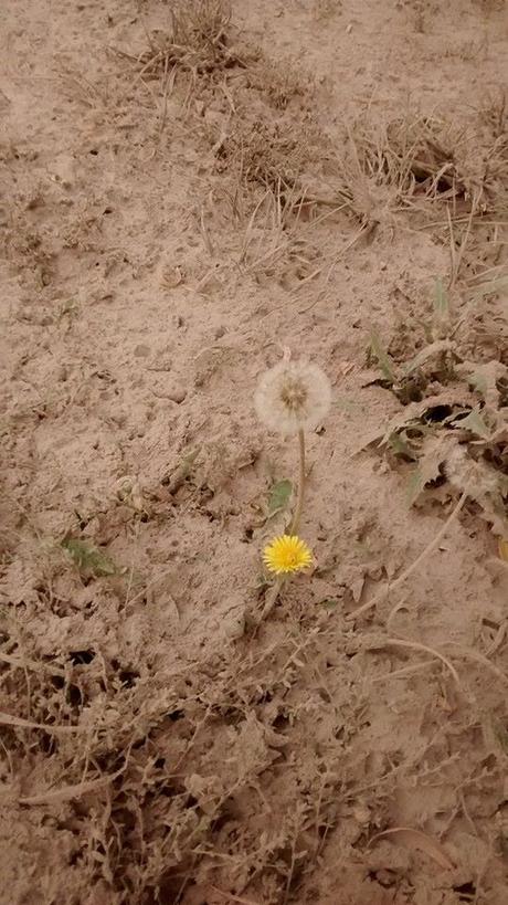 Cenizas en Junín de los Andes. Foto: Josefina González.