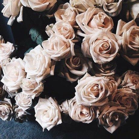 Capítulo 25: De rosas, manzanas y una Shi Tzu cameladora