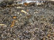 Arroz negro