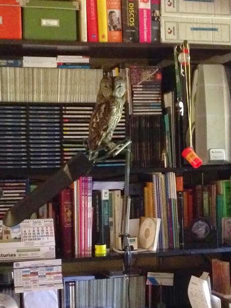 Cárabo de biblioteca