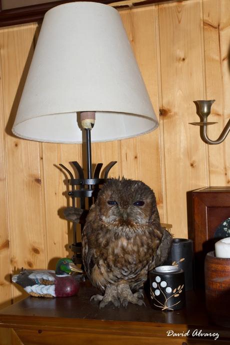 Cárabo de biblioteca