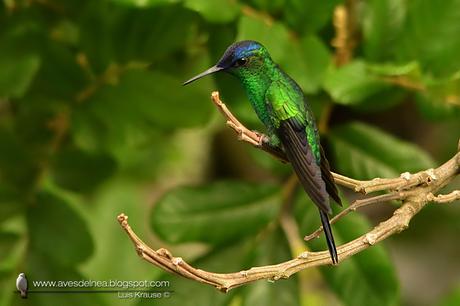 Picaflor corona violácea (Violet-capped Woodnymph) Thalurania glaucopis