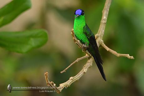 Picaflor corona violácea (Violet-capped Woodnymph) Thalurania glaucopis