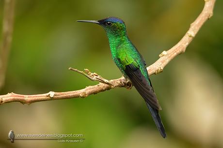 Picaflor corona violácea (Violet-capped Woodnymph) Thalurania glaucopis