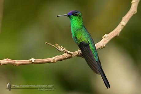 Picaflor corona violácea (Violet-capped Woodnymph) Thalurania glaucopis