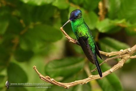 Picaflor corona violácea (Violet-capped Woodnymph) Thalurania glaucopis