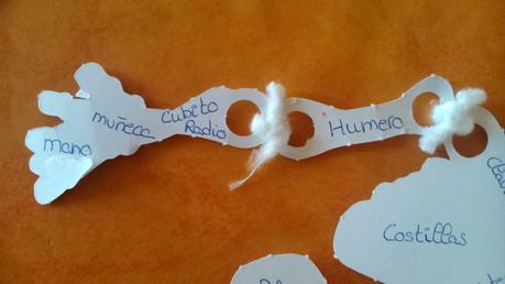 Aprender los huesos del cuerpo humano