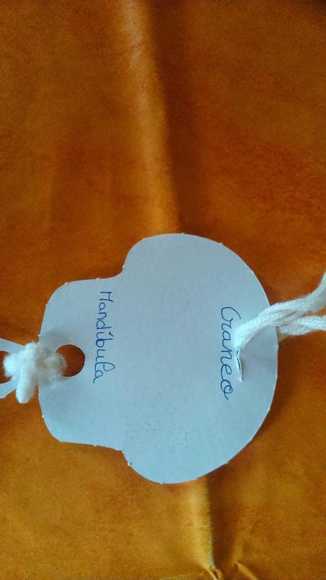 Aprender los huesos del cuerpo humano