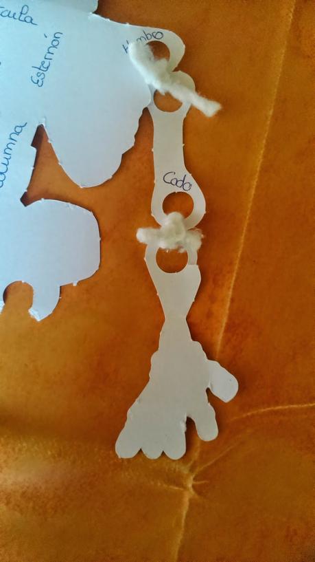 Aprender los huesos del cuerpo humano