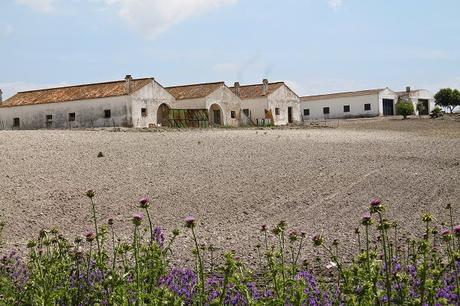 Paseando por los viñedos de Jerez