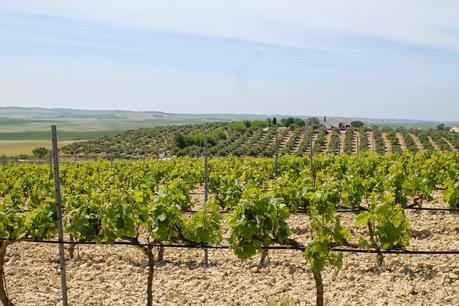 Paseando por los viñedos de Jerez