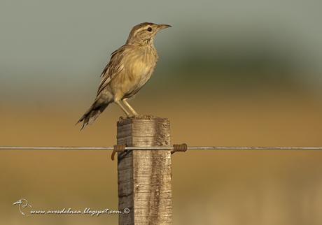 Leñatero (Firewood Gatherer) Anumbius annumbi