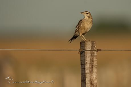 Leñatero (Firewood Gatherer) Anumbius annumbi